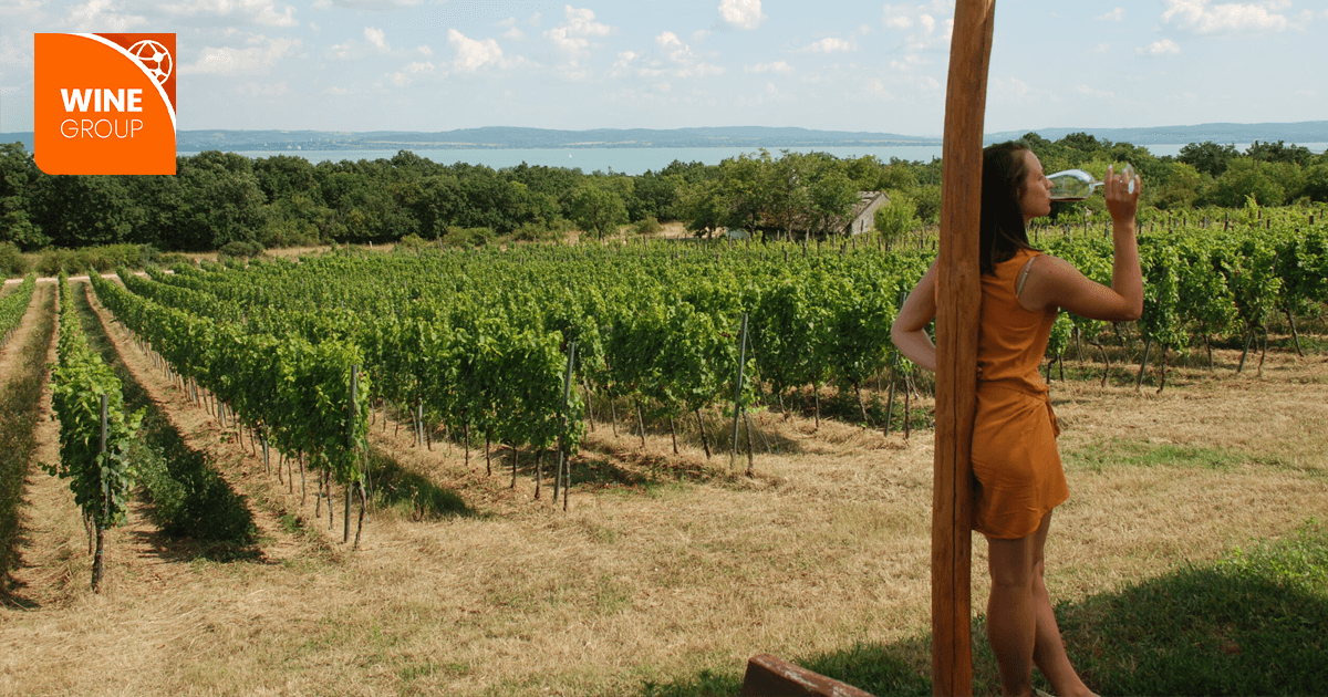 Zsani borozik a Skrabski pincészetnél